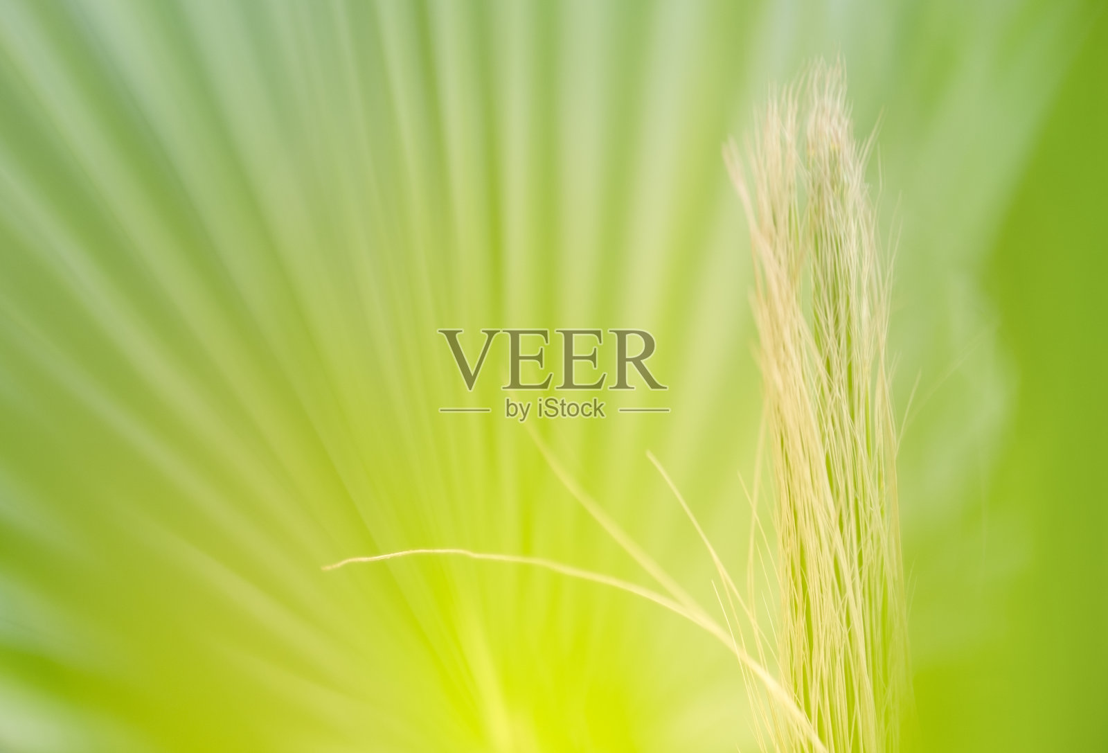 绿色棕榈叶背景照片摄影图片