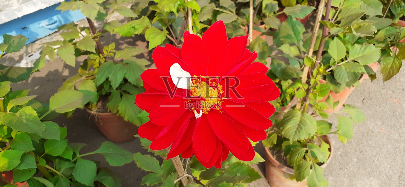 绿色树叶背景上的红色大丽花照片摄影图片