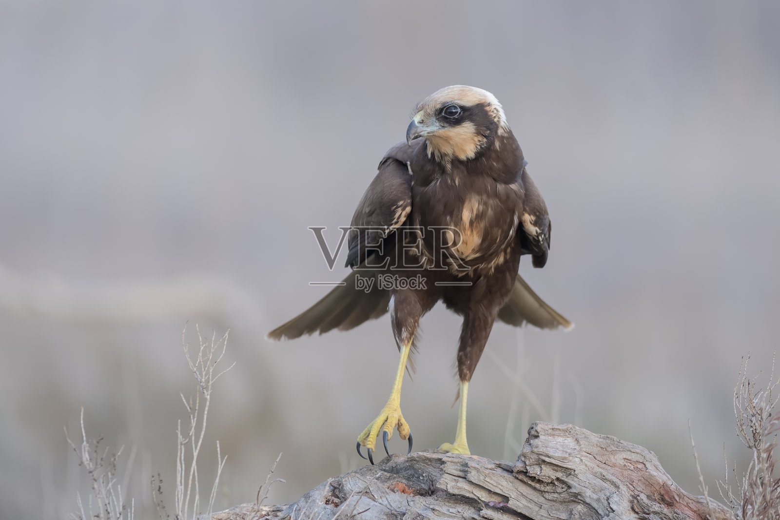 西部沼泽鹞照片摄影图片