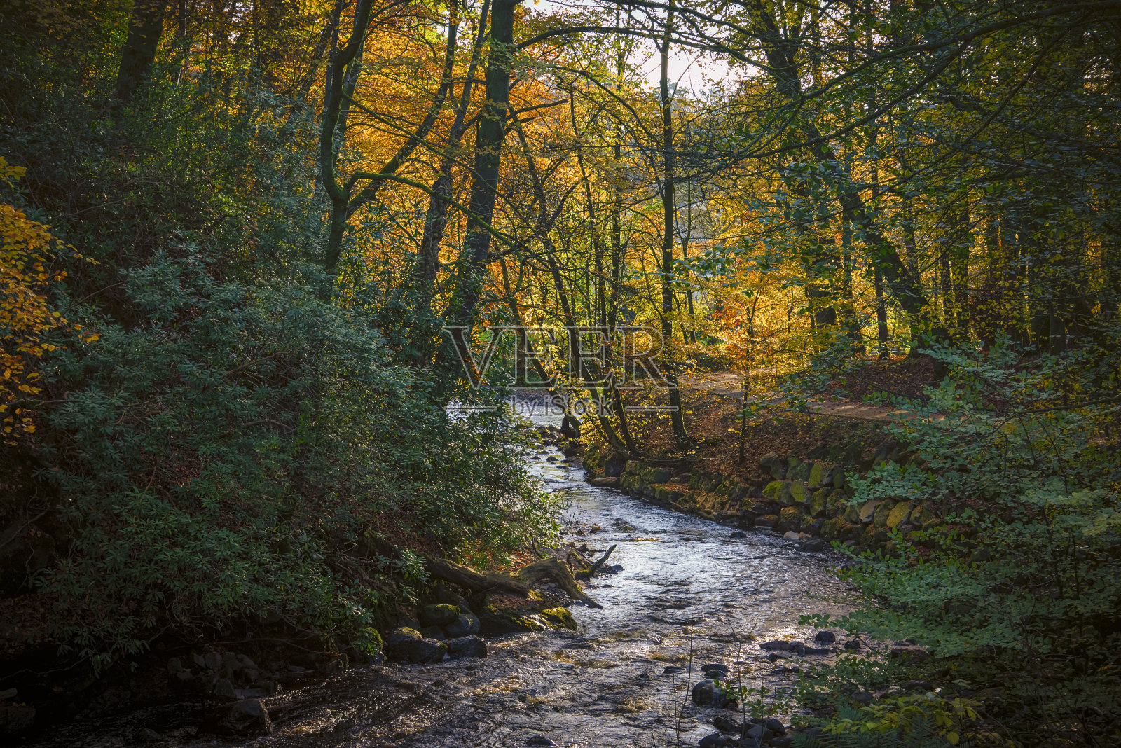 秋天基尔马诺克迪恩公园的古老森林和芬威克河照片摄影图片