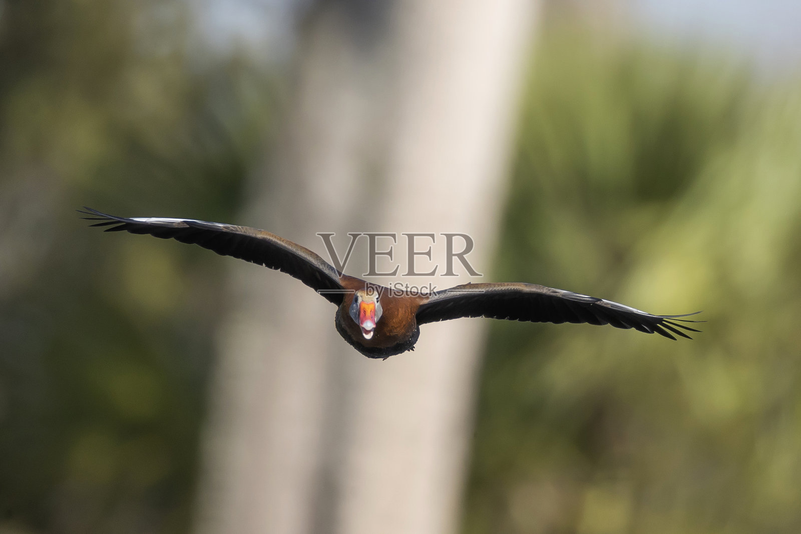 黑腹吹口哨鸭照片摄影图片