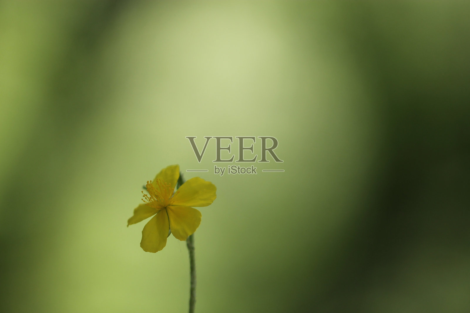 金丝桃属植物照片摄影图片