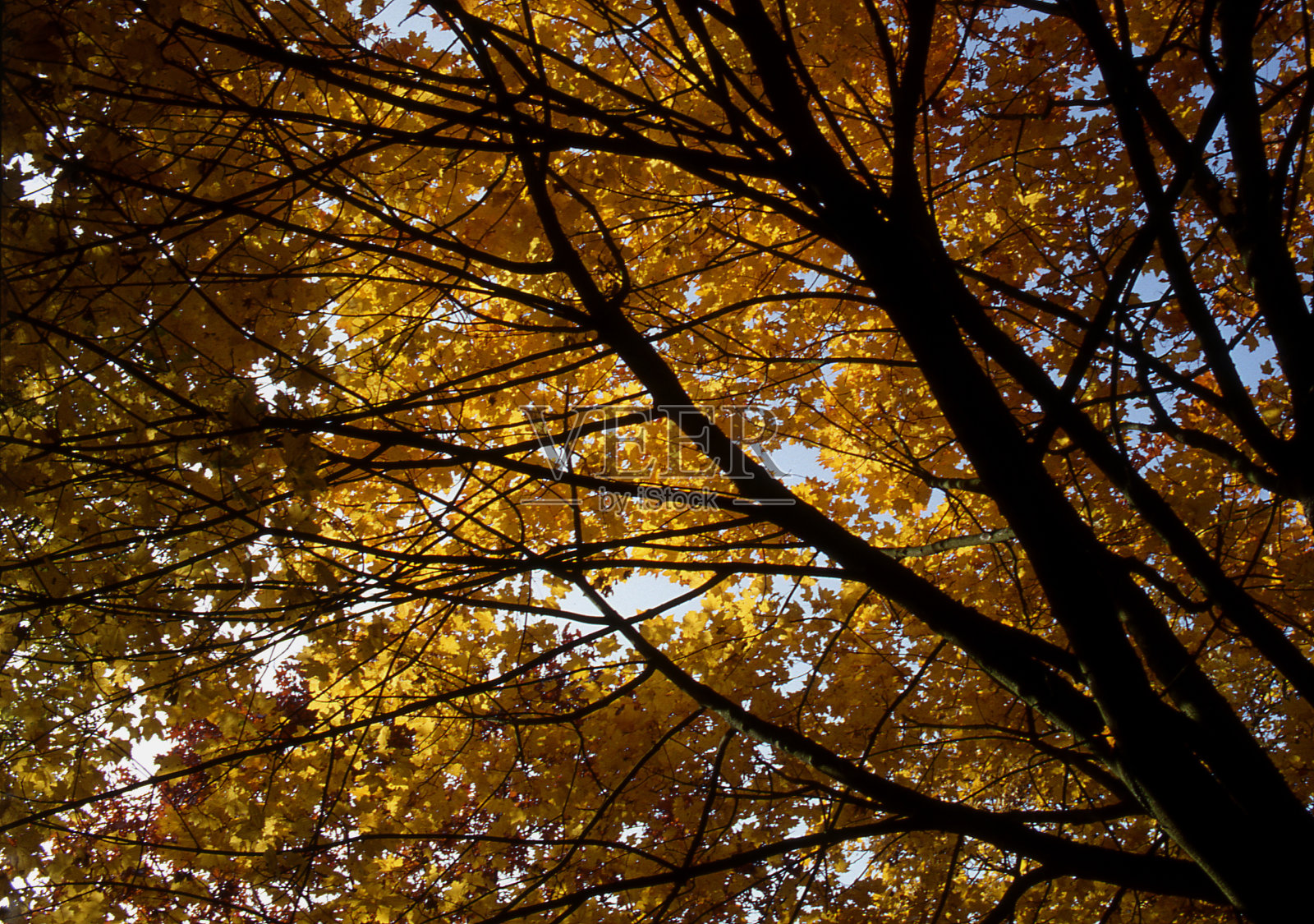 黄枫树照片摄影图片