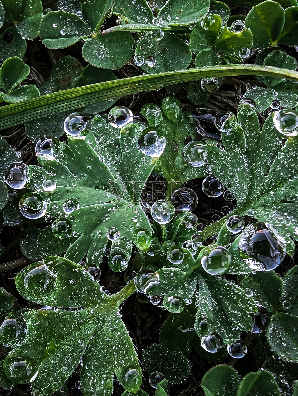 绿色的叶子水滴背景照片摄影图片