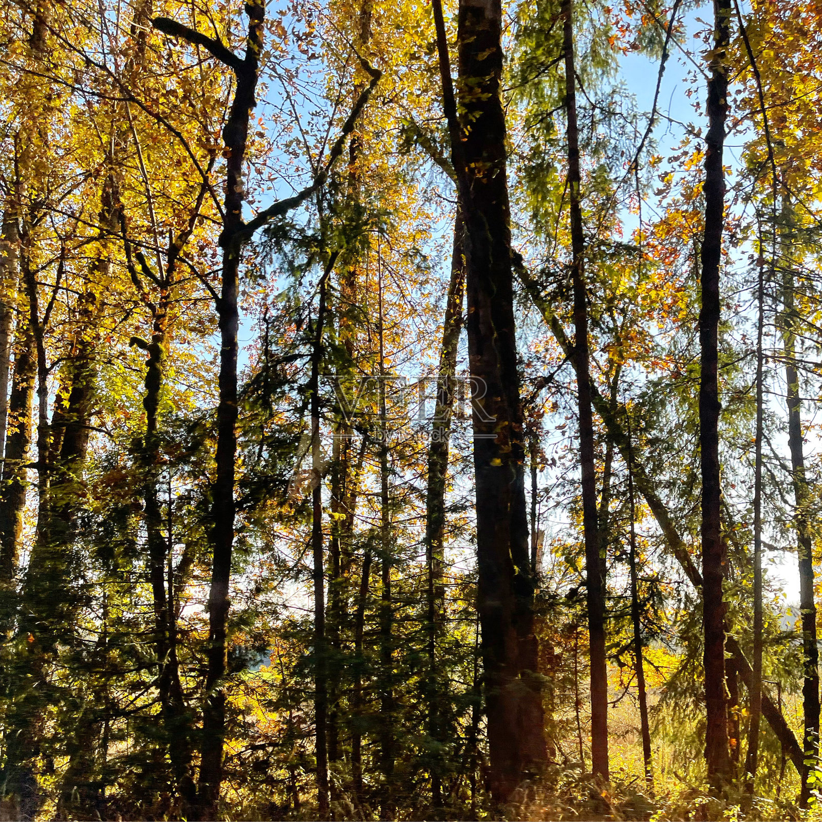 宁静的森林照片摄影图片