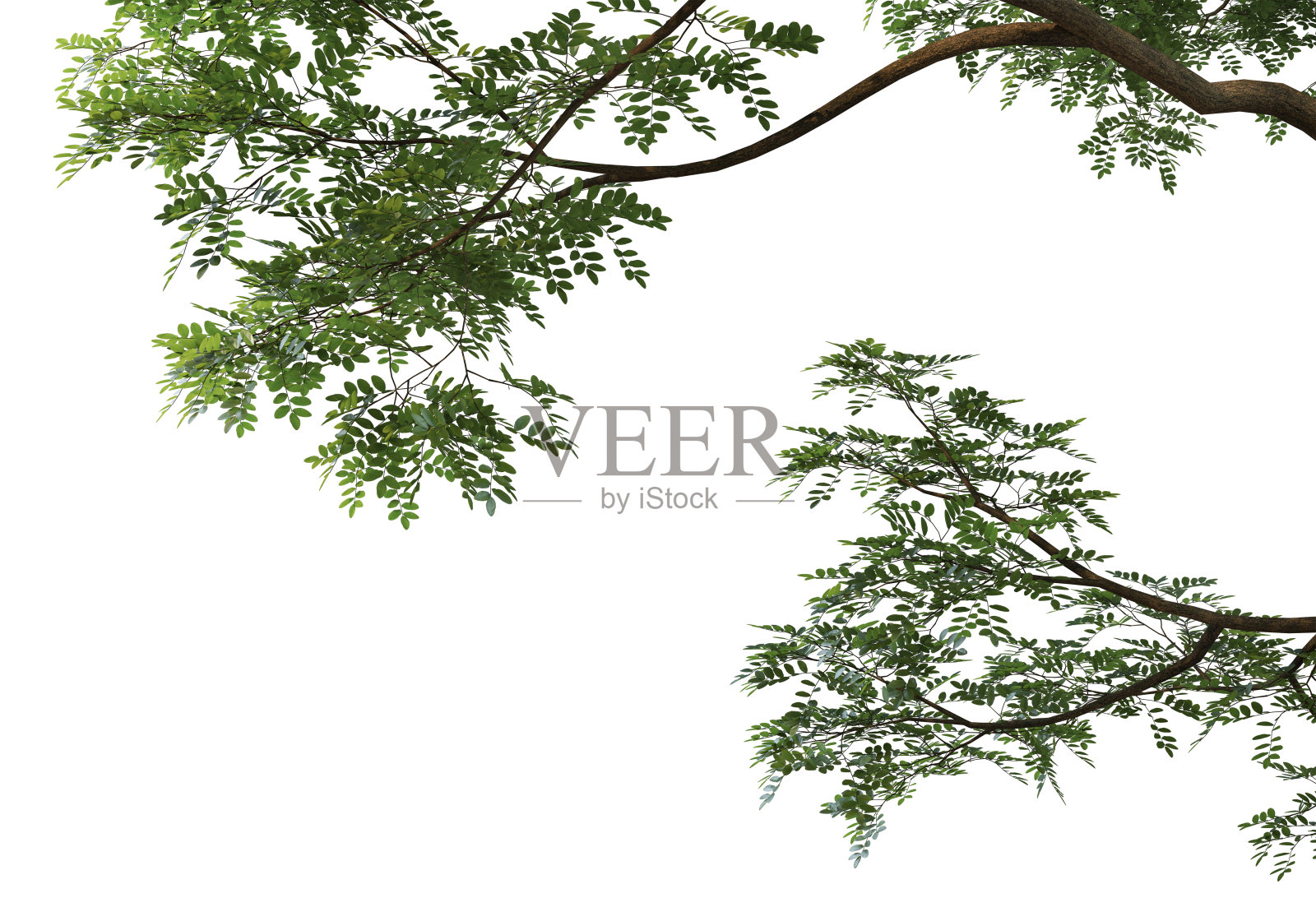 在白色背景上3d渲染前景分支照片摄影图片