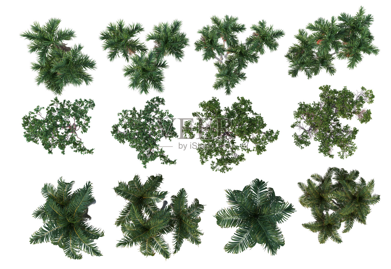 三维渲染热带植物在白色背景照片摄影图片