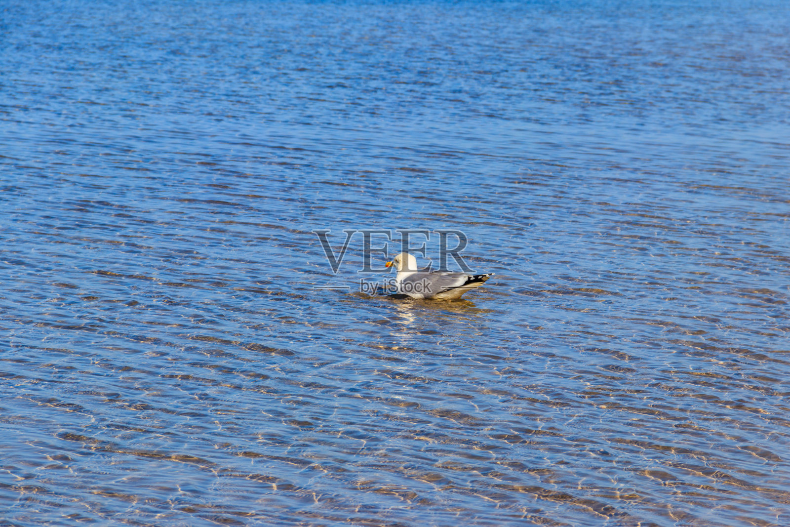 在波罗的海游泳的海鸥照片摄影图片