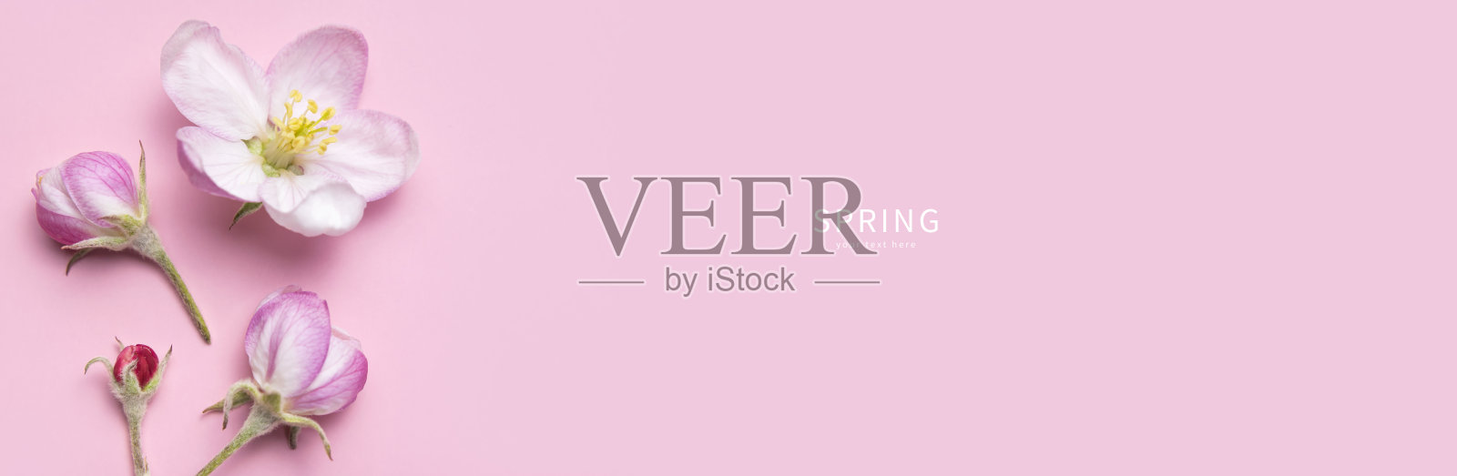 春天的背景。美丽的娇嫩的春天的花朵和苹果树的芽在粉红色的背景平铺顶视图。春天的自然概念。开花,开花,开花照片摄影图片