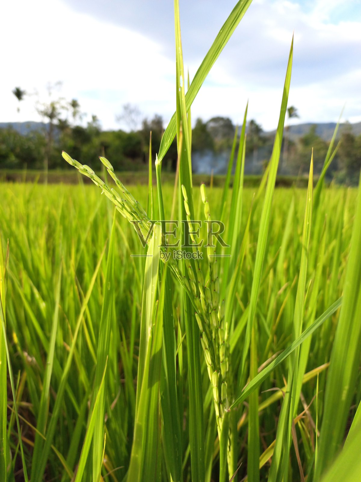 蓝色多云天空下的绿色水田与山丘背景和绿色自然照片摄影图片