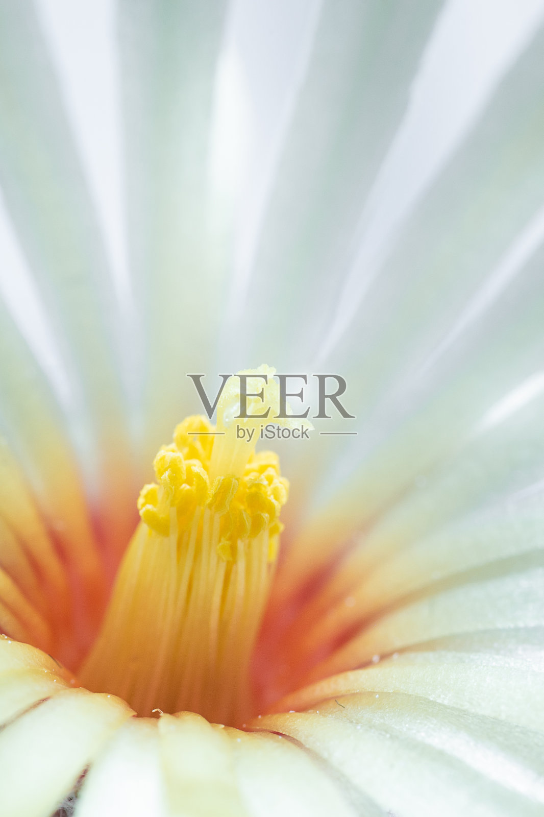 星形植物仙人掌开花照片摄影图片