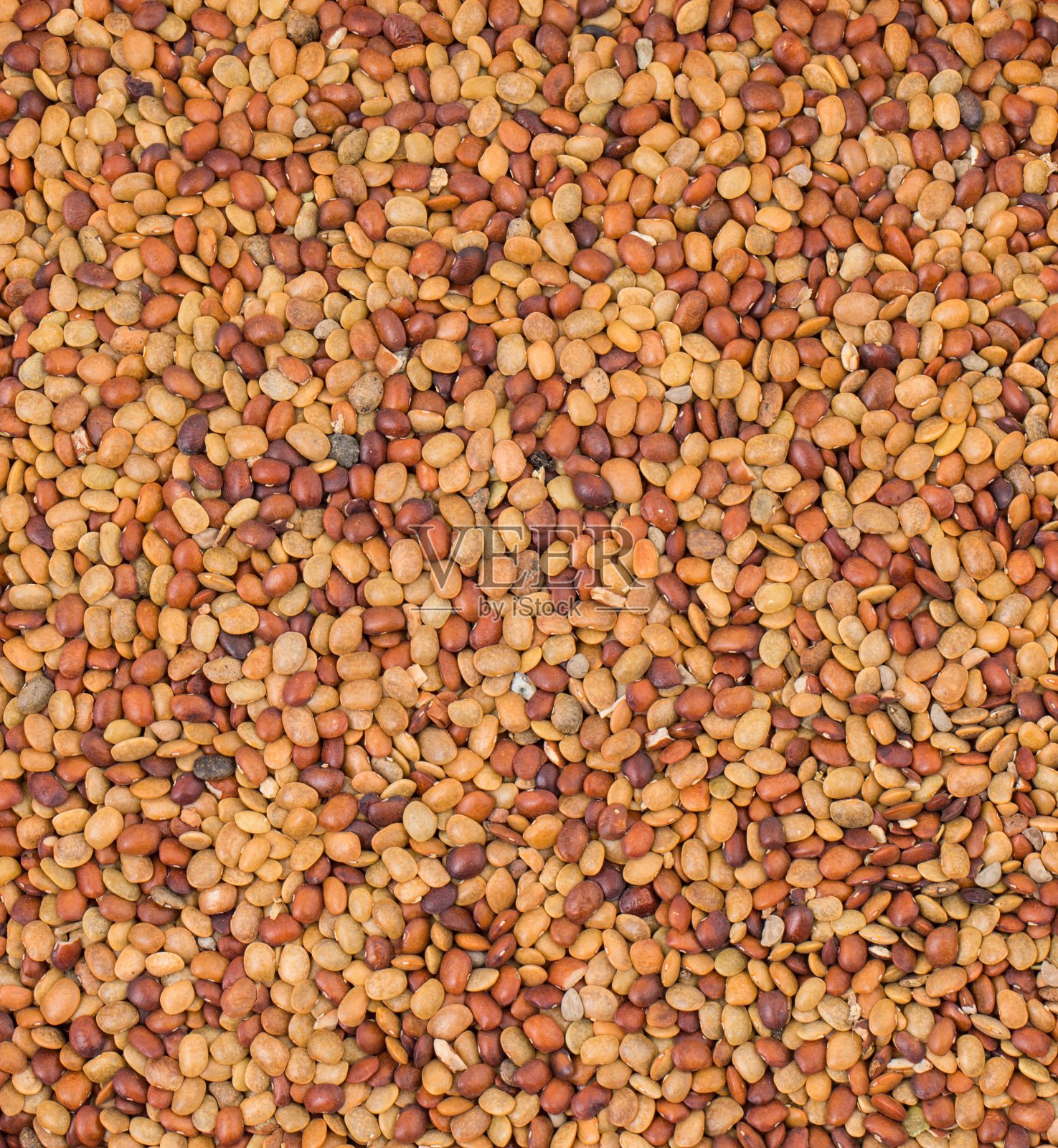 红扁豆种子照片摄影图片