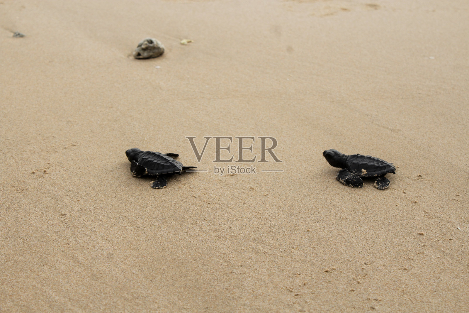 乌龟释放照片摄影图片