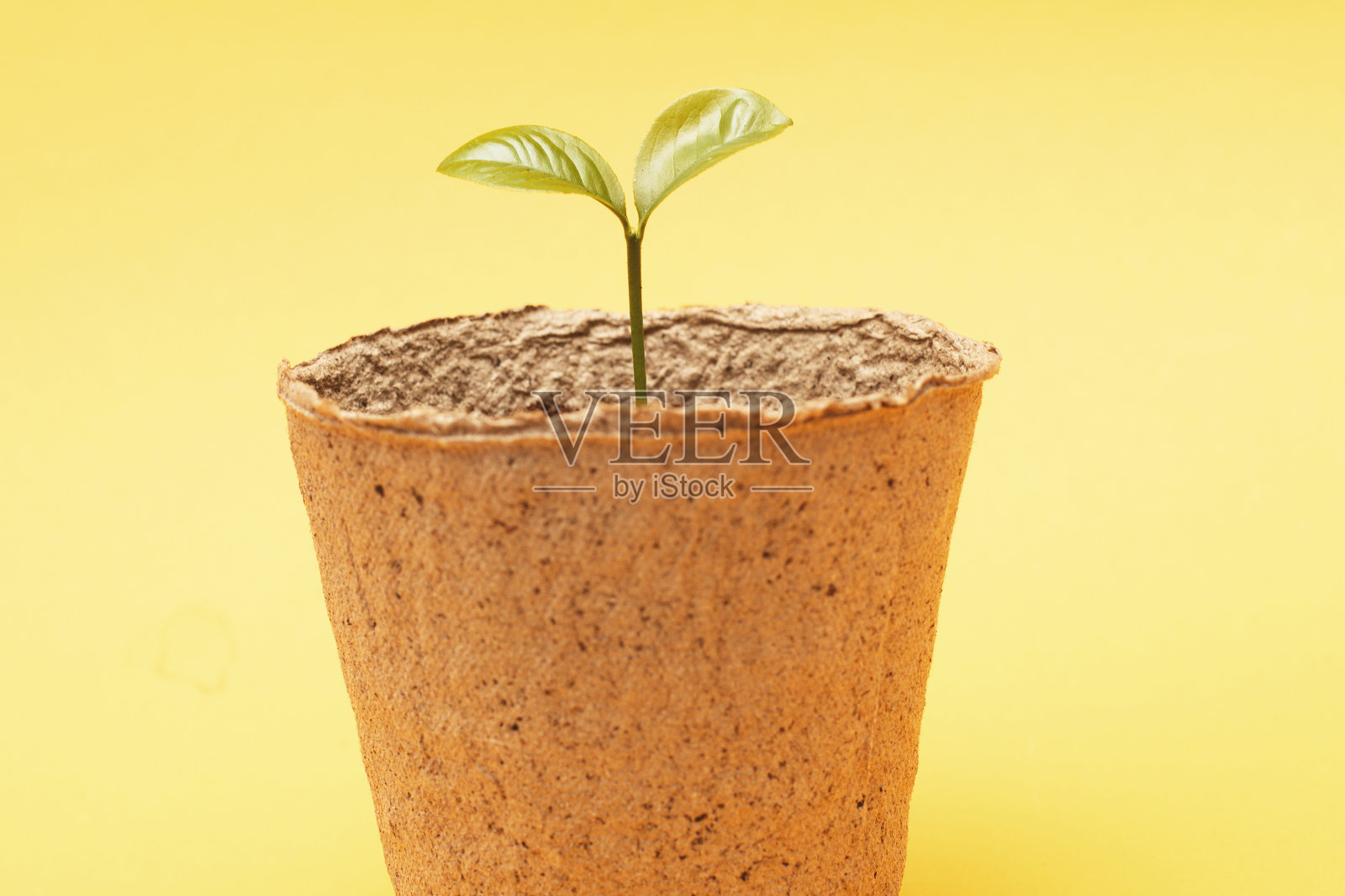 小芽苗在一堆土在泥炭罐孤立在一个黄色的纸背景接近照片摄影图片