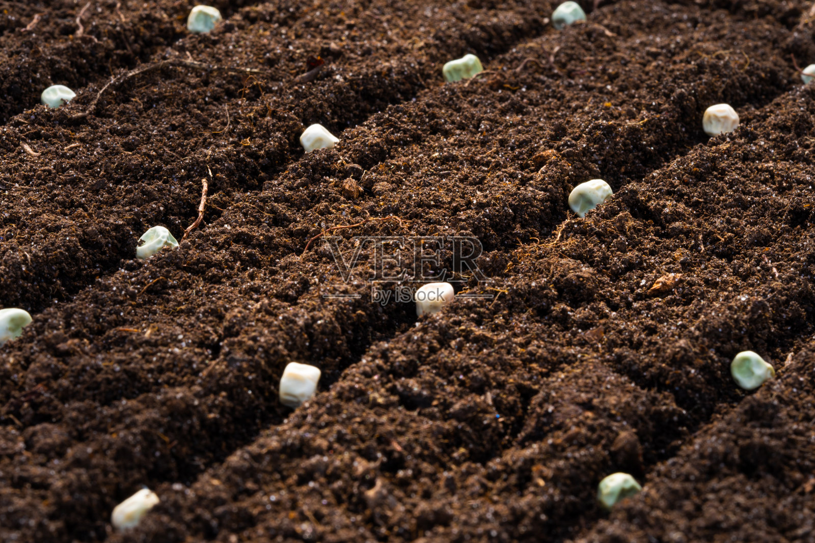 黑色土壤上的豌豆种子特写,背景,复制空间。有选择性的重点照片摄影图片