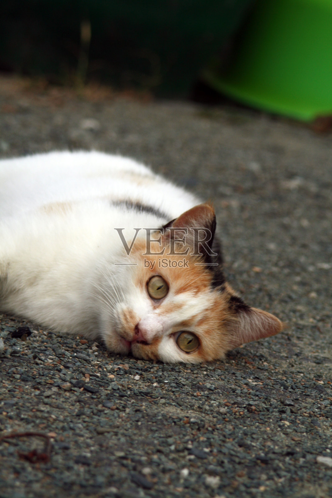 母猫在放松照片摄影图片