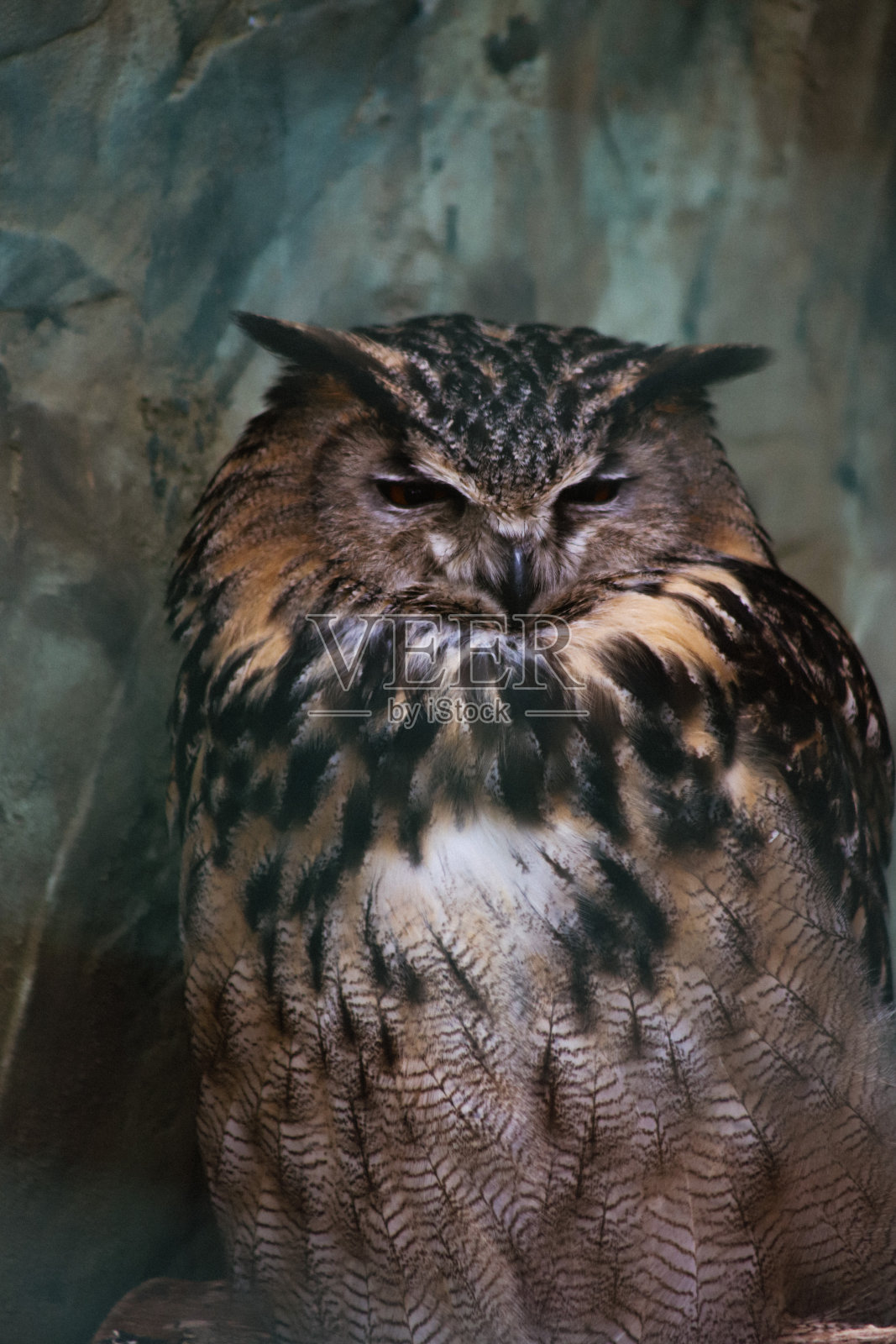 打盹的长耳猫头鹰照片摄影图片