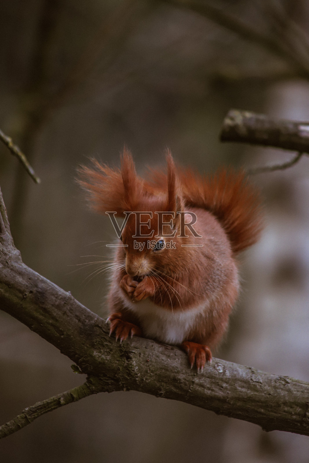 栖息的红松鼠照片摄影图片
