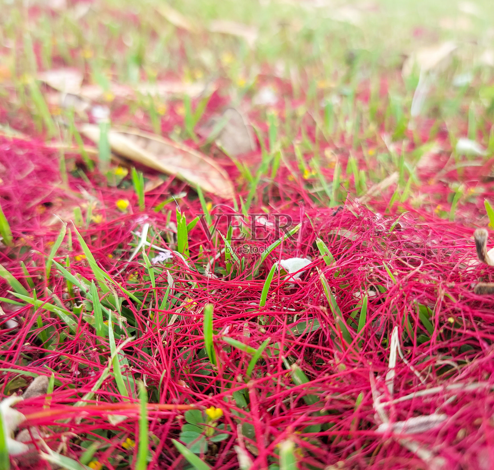 Pōhutukawa flower petals in grass after flowering has finished照片摄影图片