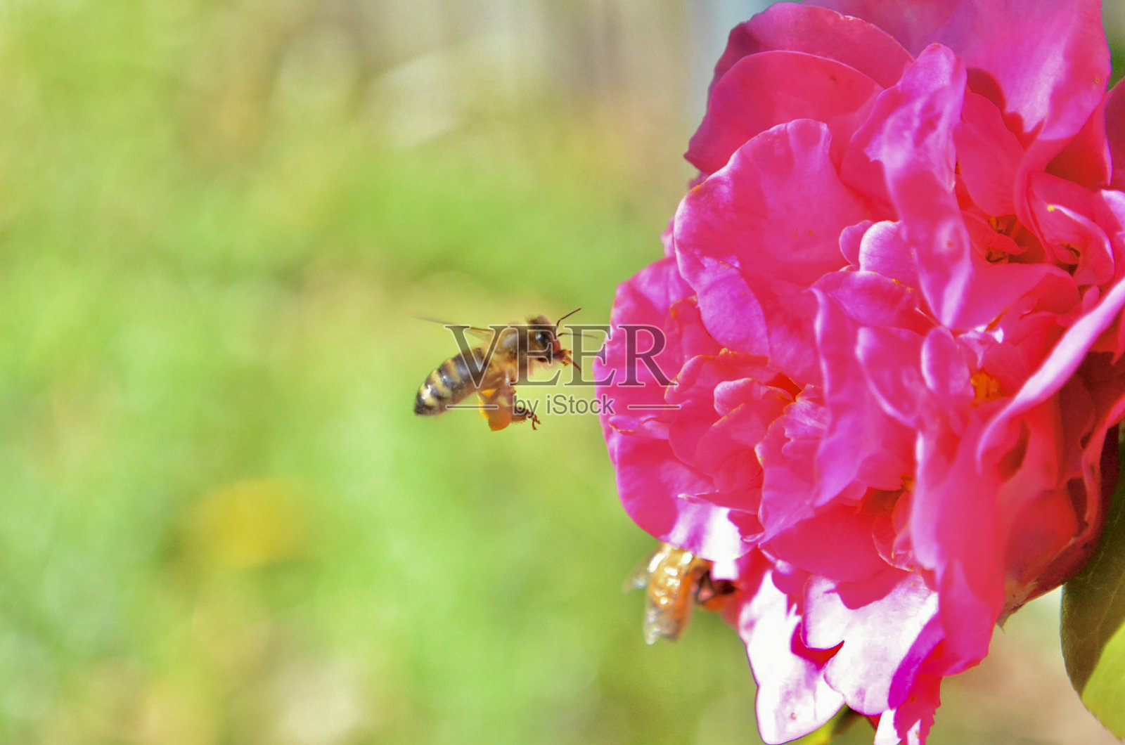 蜜蜂造访山茶花照片摄影图片