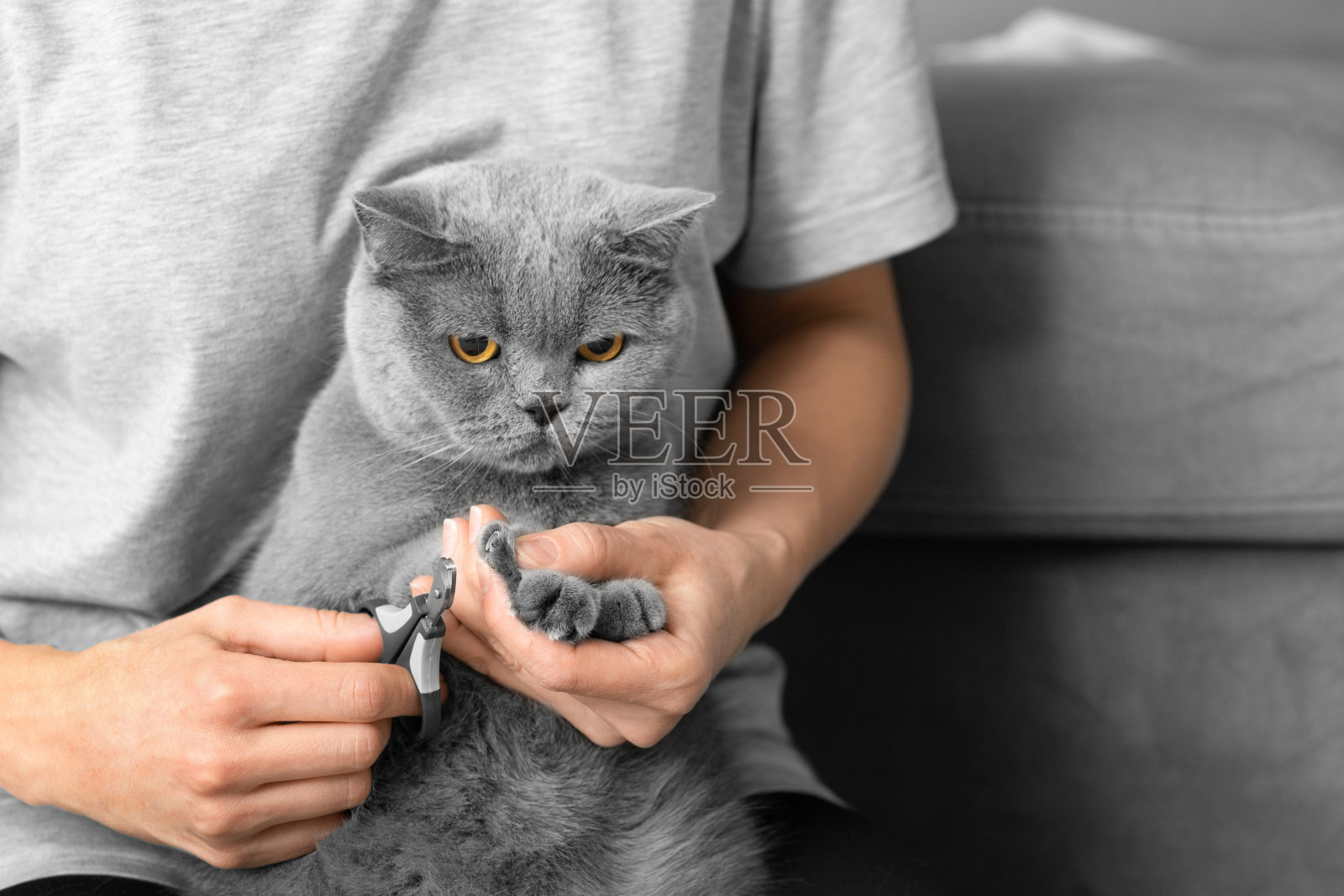 女孩在家里剪猫的爪子。照片摄影图片