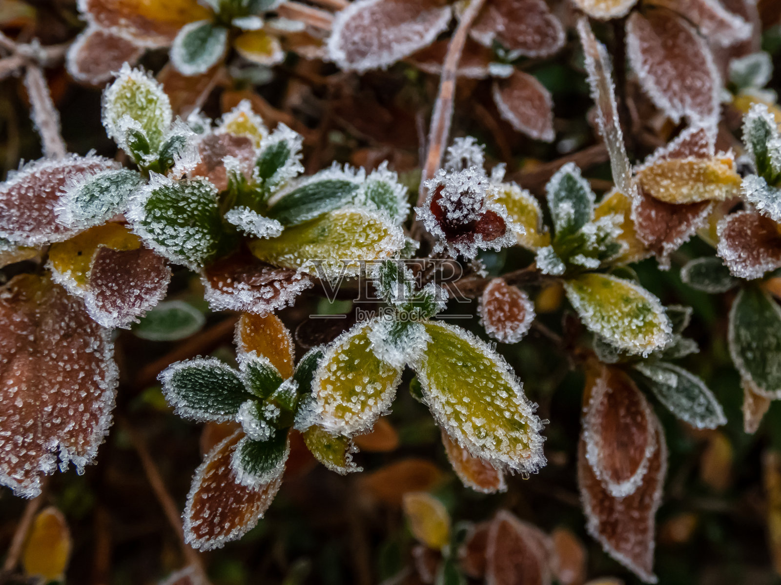 微距拍摄秋末初冬时节植物上白色清晨霜的大冰晶照片摄影图片