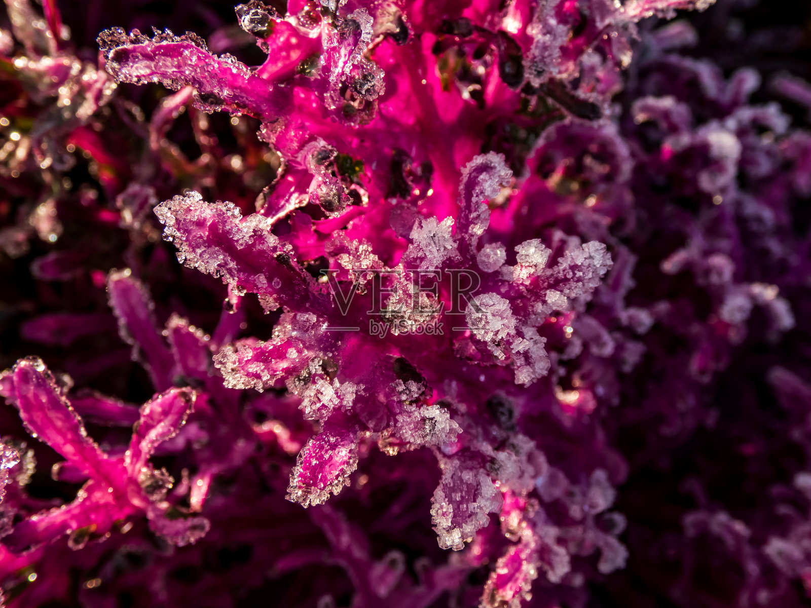 在一个晴朗的日子里,芸苔观赏白菜叶上的冬季霜和冰照片摄影图片