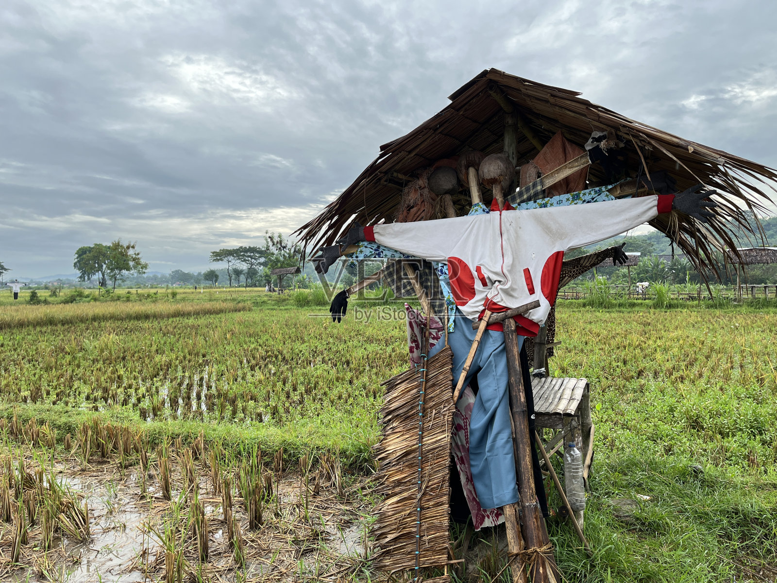 穿着衣服的稻草人在稻田中间。照片摄影图片