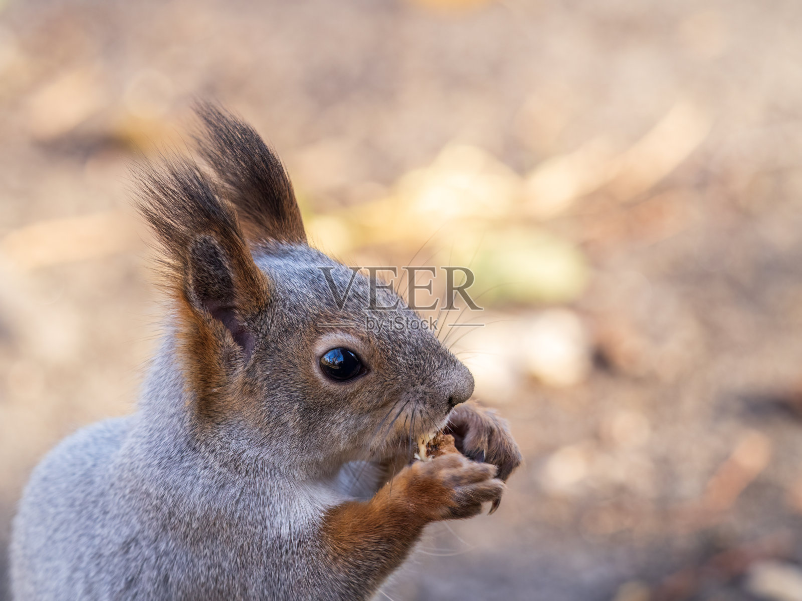 秋天,带着坚果的松鼠坐在树上。欧亚红松鼠,普通红松鼠。照片摄影图片