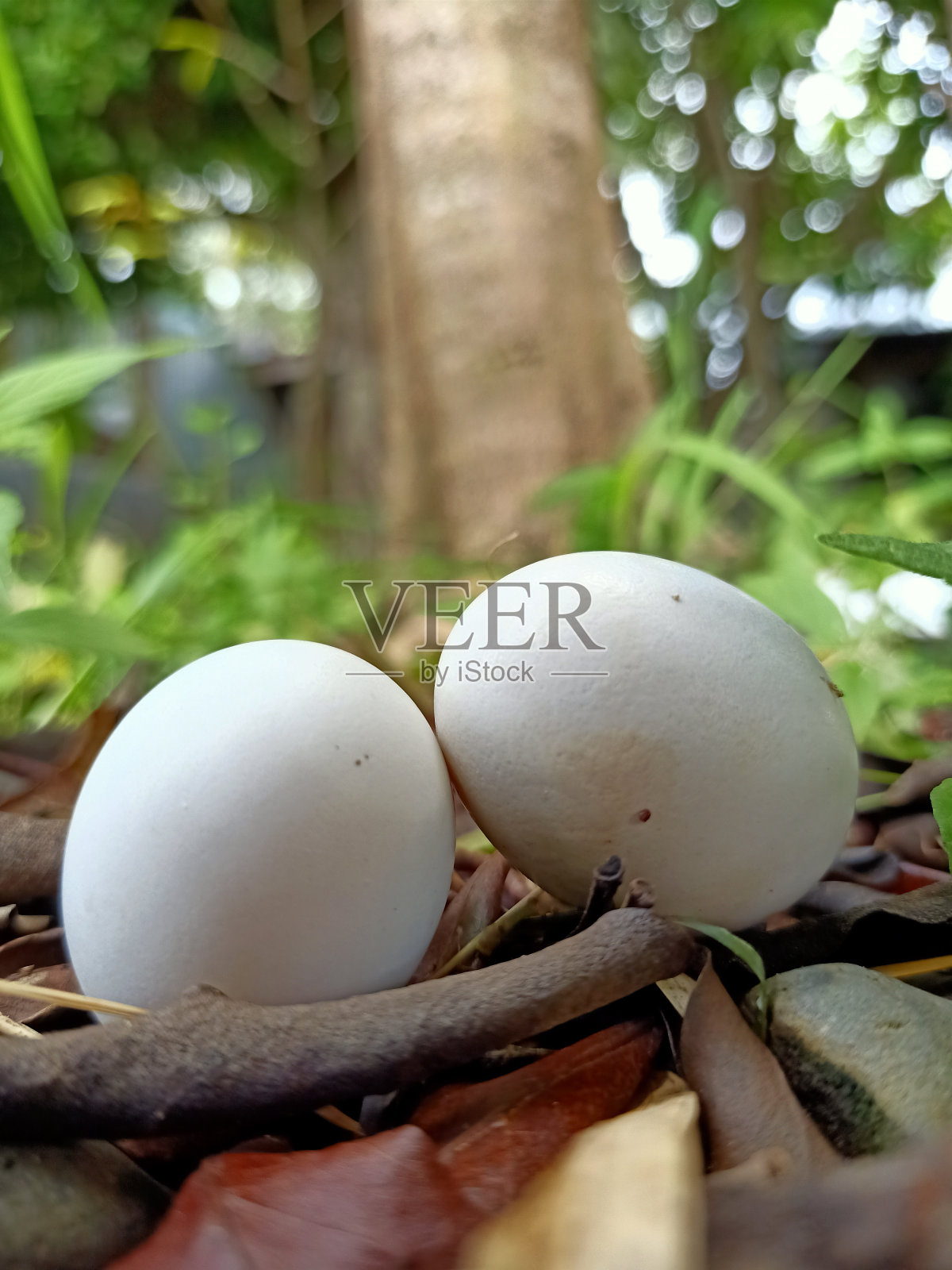 棕色枯叶上的两个白色鸡蛋特写照片摄影图片