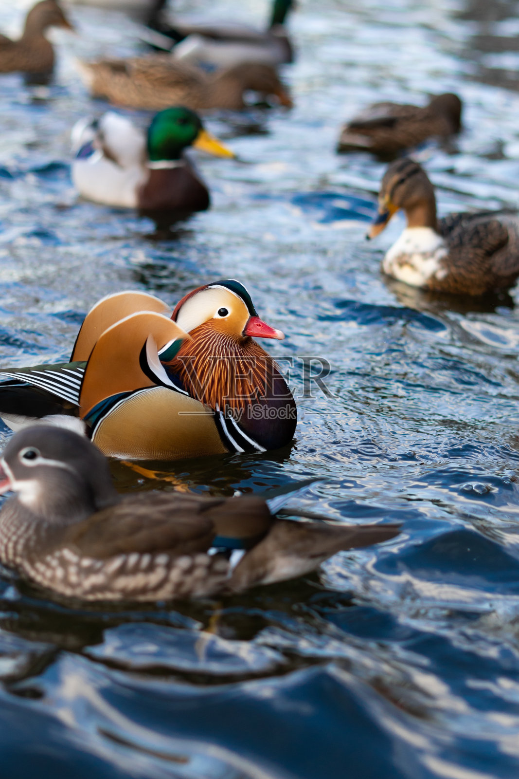 垂直图像的雄性和雌性鸳鸯游泳在蓝色的水与其他鸭子。多样性:自然界多样性的概念照片摄影图片