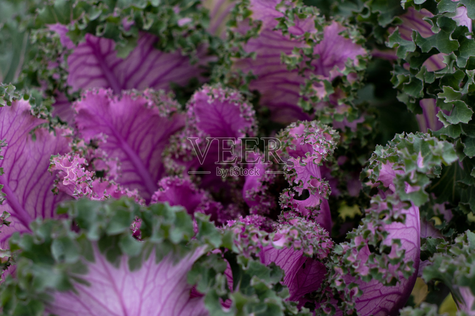 装饰性羽衣甘蓝亮紫色特写照片摄影图片