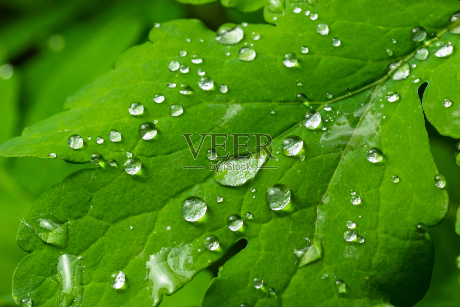 大而美丽的透明雨水滴在绿叶宏。清晨的露珠在阳光下发光。大自然中美丽的叶子纹理。自然背景照片摄影图片