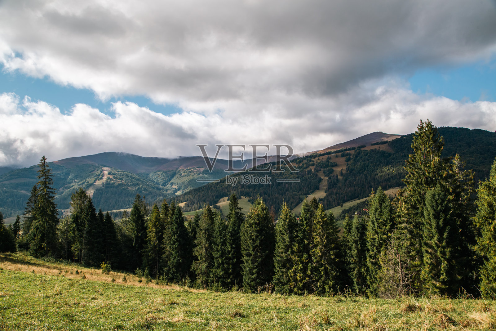 在多云的天气里,群山背景下的一片针叶树空地。照片摄影图片