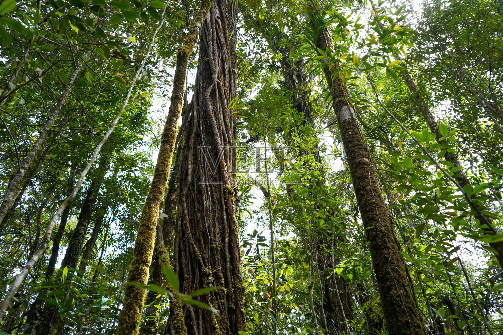 森林景观照片摄影图片