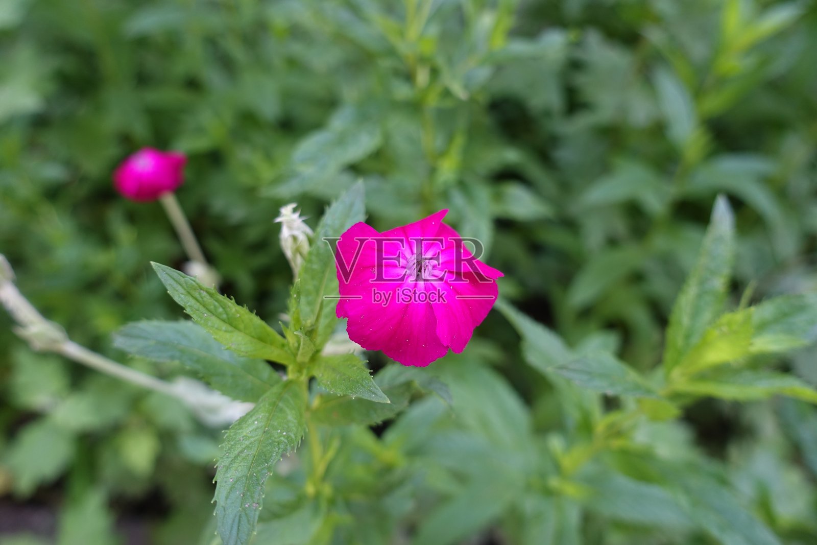 六月的紫红色的花照片摄影图片