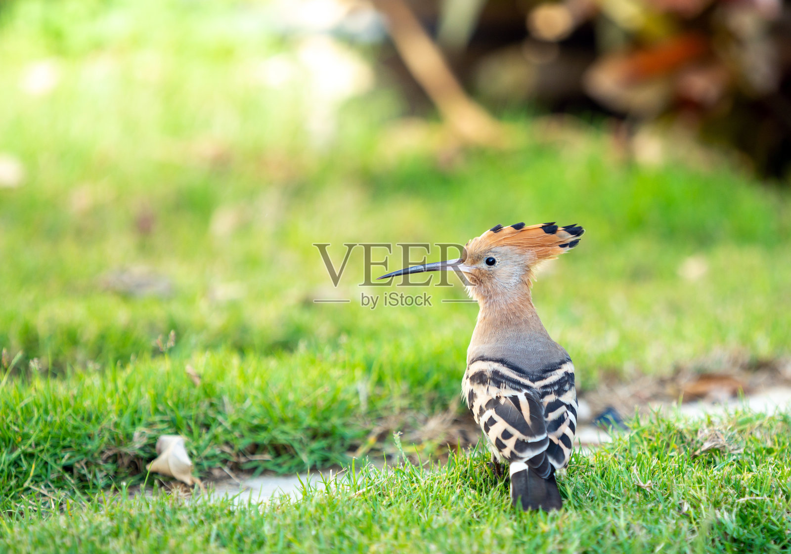 阳光下绿草地上的戴胜鸟照片摄影图片