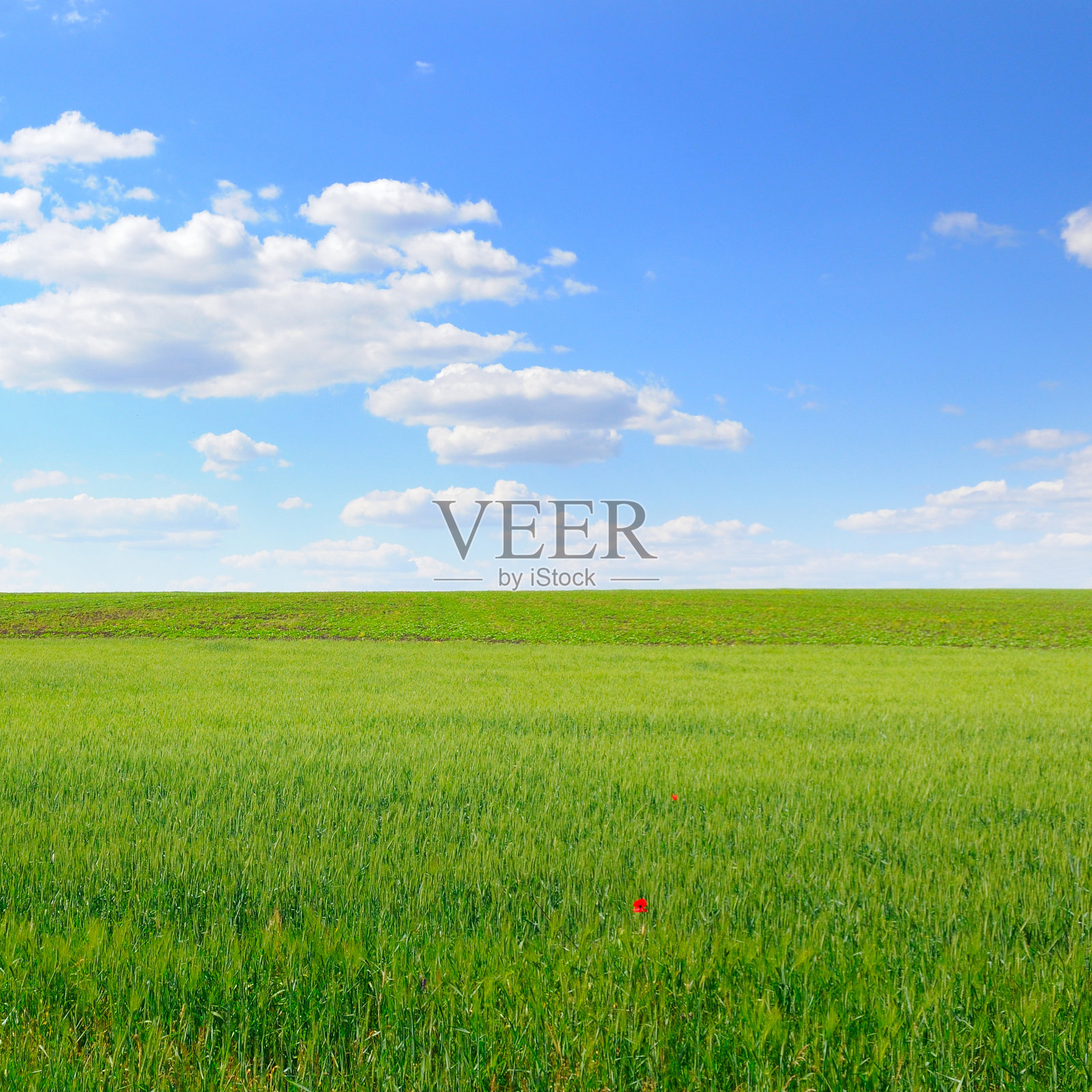 绿色的麦田和蓝色的天空。照片摄影图片