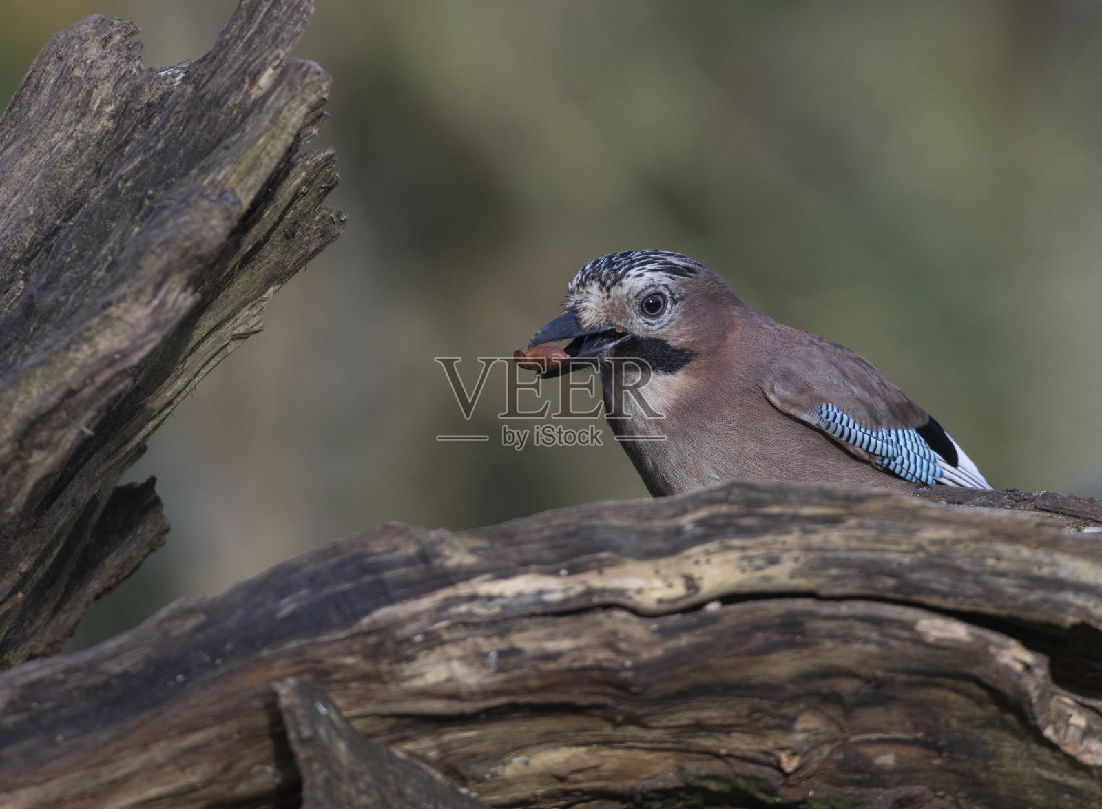 松鸦照片摄影图片