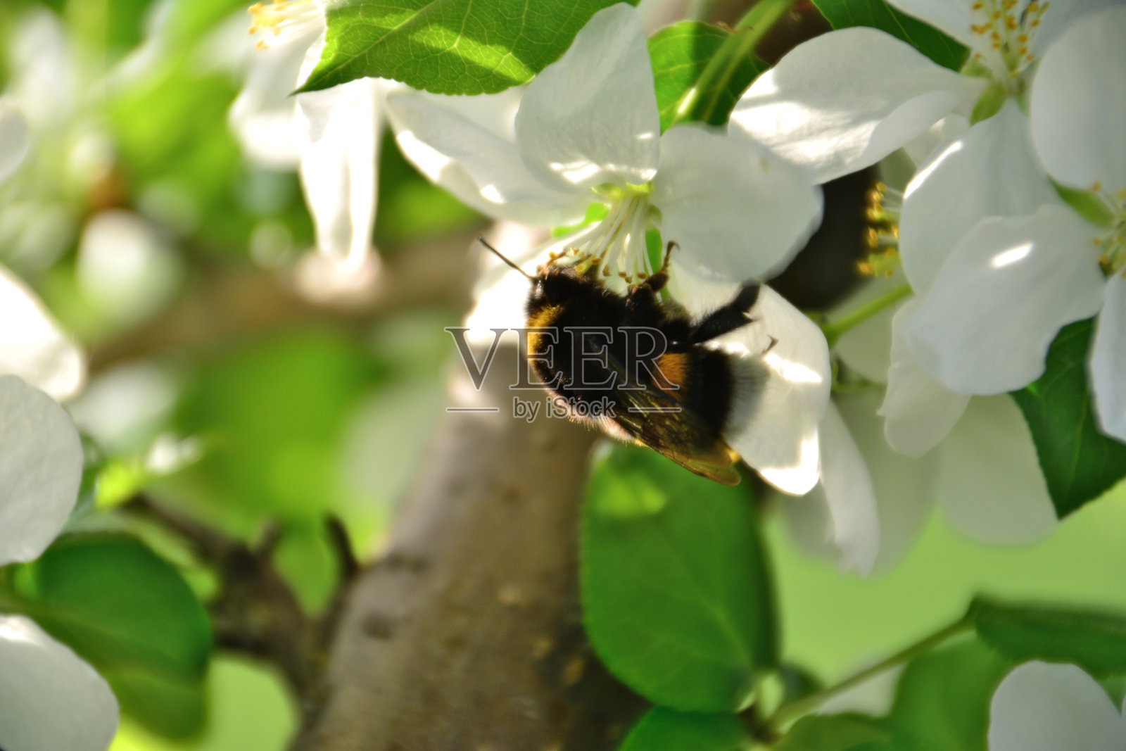 大黄蜂从盛开的苹果树花中采集花蜜照片摄影图片