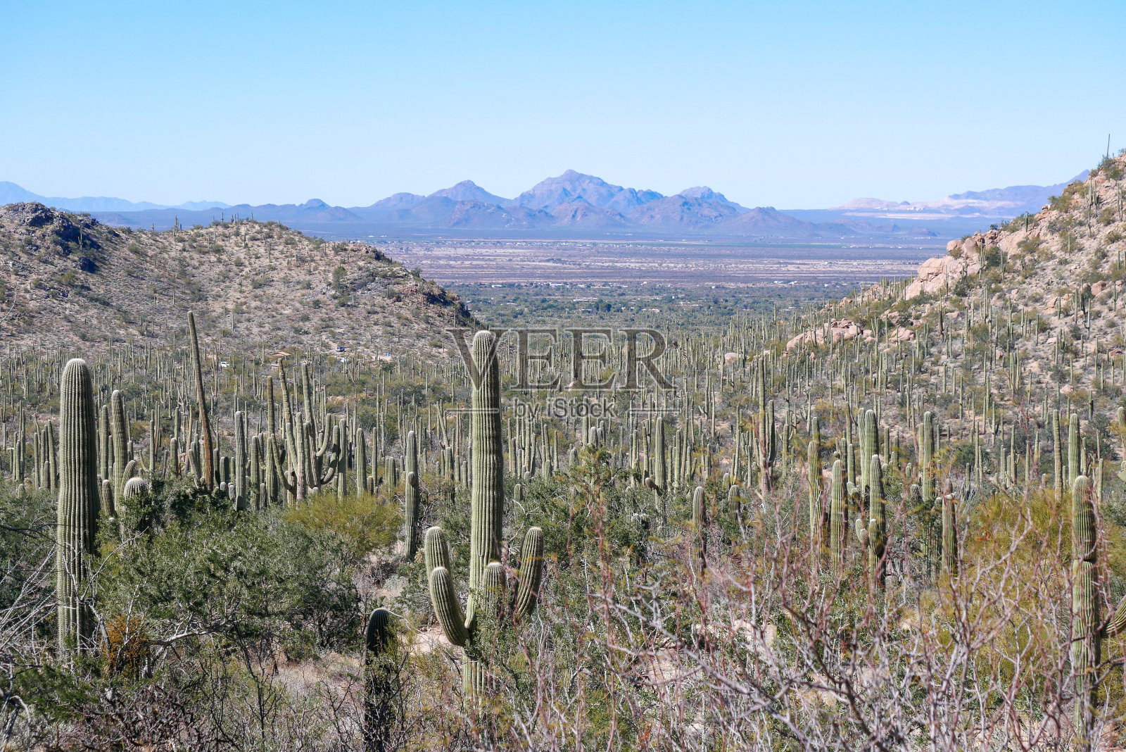 萨瓜罗国家公园的景观(亚利桑那州)照片摄影图片