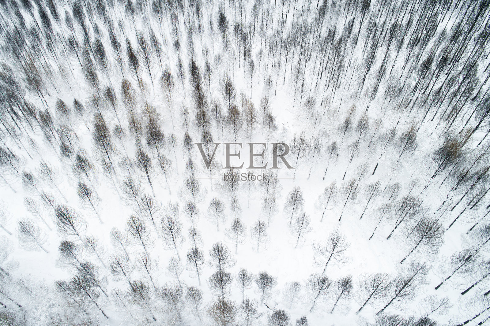 无人机拍摄的被森林大火烧毁的山,冬天积雪覆盖照片摄影图片