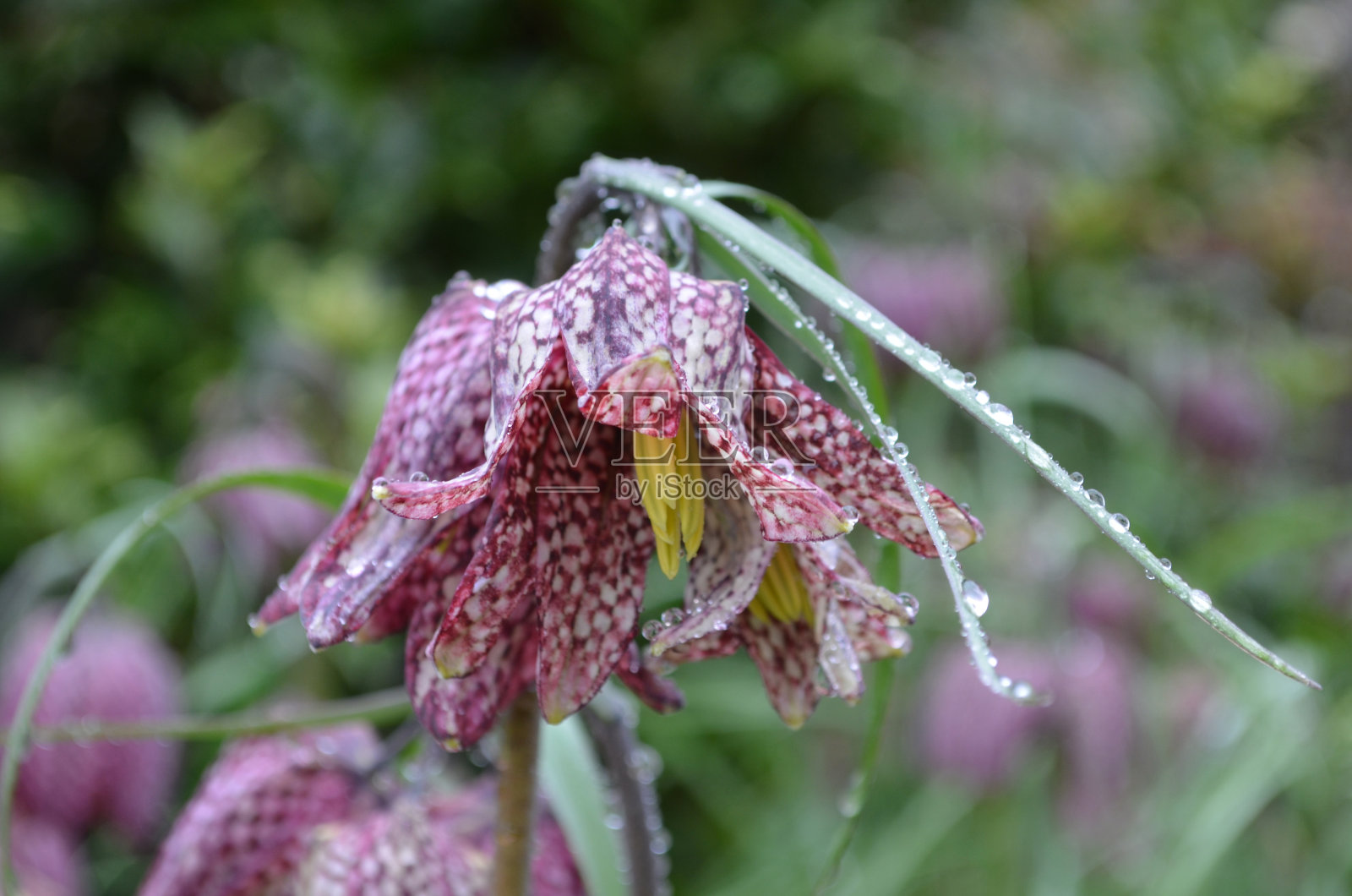 美丽花朵上的格子花瓣绽放照片摄影图片