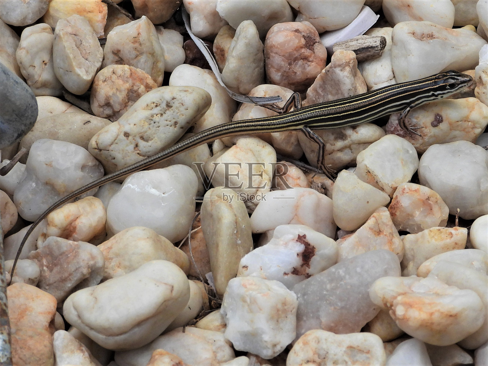 岩石上的蜥蜴照片摄影图片