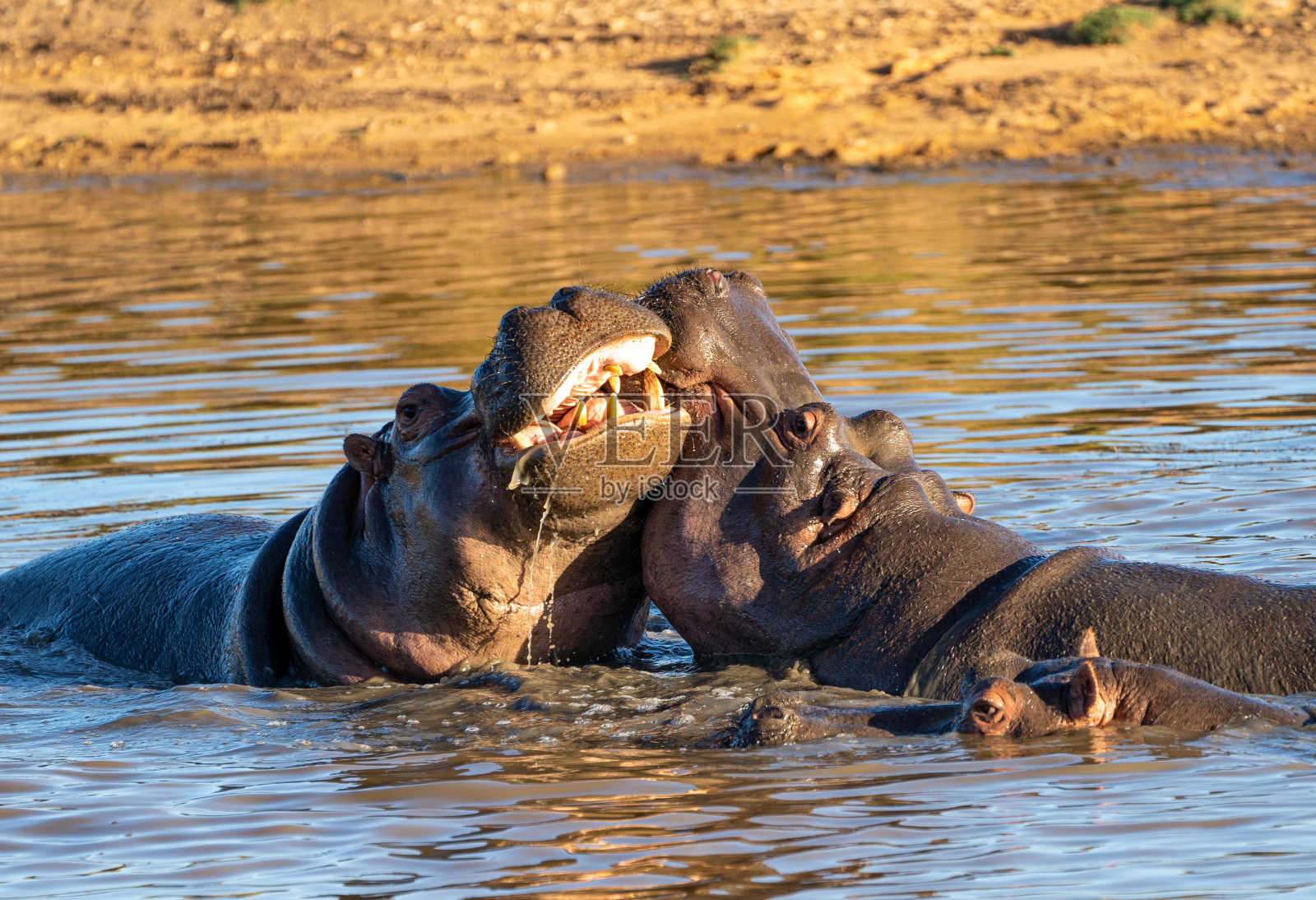 在美丽的南非的夏天,野生河马的膨胀对位置的挑战照片摄影图片