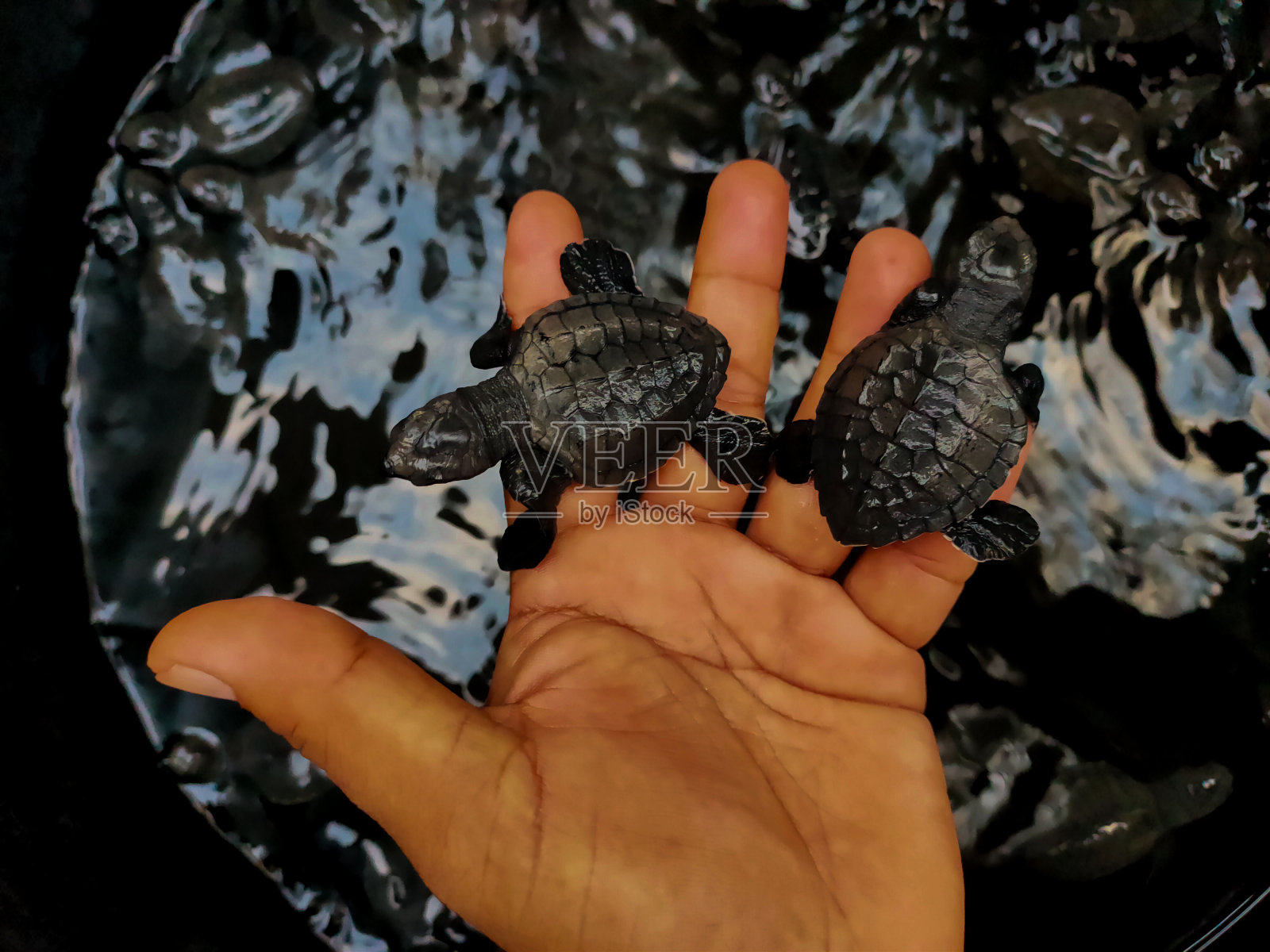 把小海龟放生到亚齐海。照片摄影图片