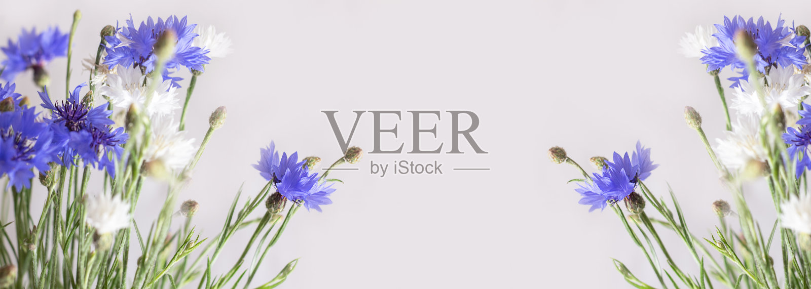 桔梗花。花园里的花。在春天开花。五颜六色的花。花朵装饰。花卉设计。横幅。副本的空间。春天。盛开的鲜花。照片摄影图片