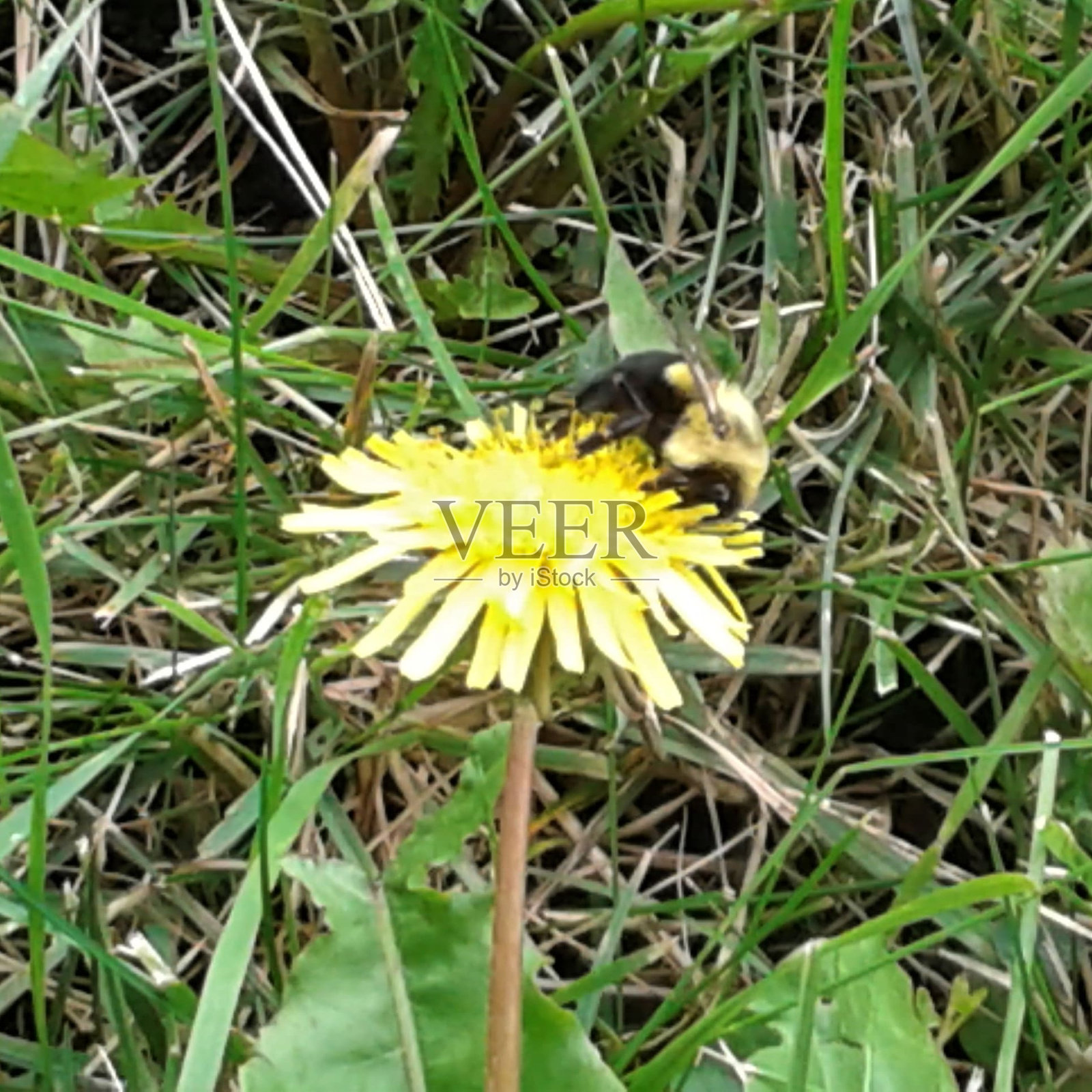 蜜蜂在蒲公英上照片摄影图片