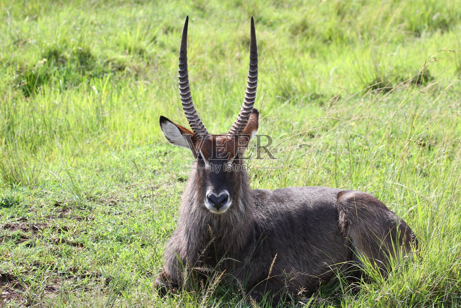 长着角的成年水羚坐在绿色的草地上,看着镜头照片摄影图片