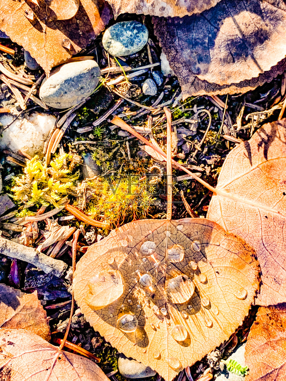 带露珠的落叶照片摄影图片